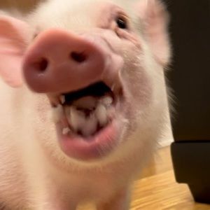 Meet your Posher, Oliver